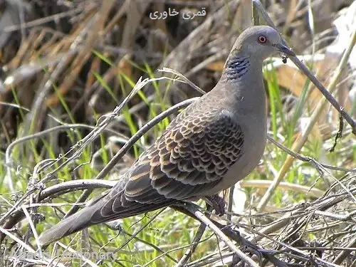 قمری خاوری